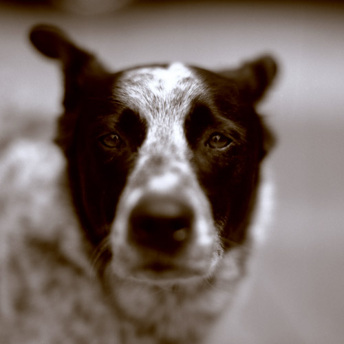 110 dogs Rhode Island Street Dog